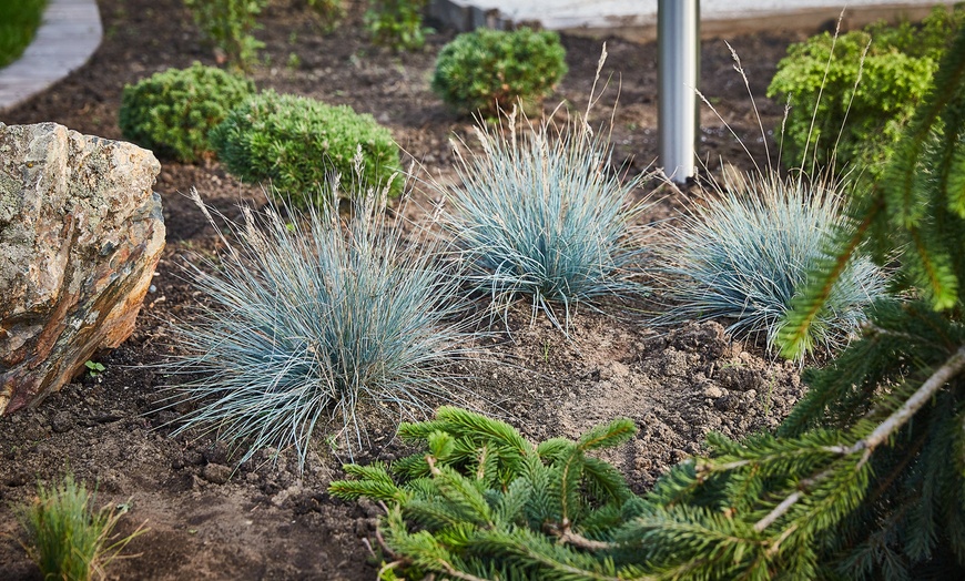 Image 2: Set de 4 u 8 hierbas de tallo azul de Gardenzo