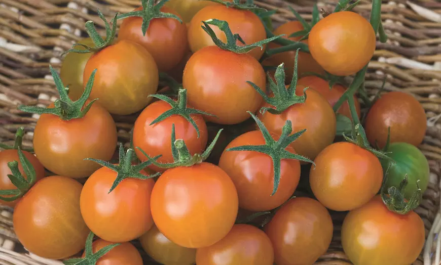 Image 7: Three or Six Tomato Plug Plant Collections in Various Varieties