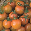 Image 7: Tomato Plants - Mixed Varieties - 3 or 6 Plants