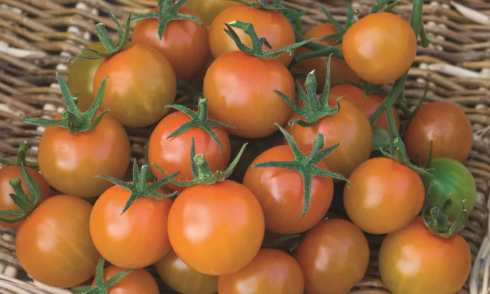 Tomato Plants - Mixed Varieties - 3 or 6 Plants