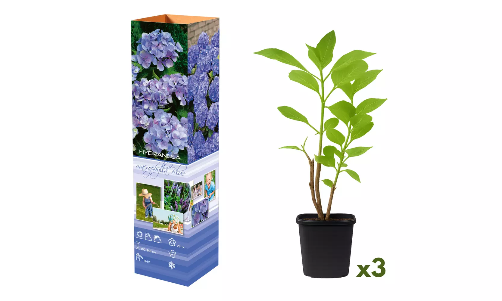 Lot de 3 ou 6 plants de Hydrangea Macrophylla