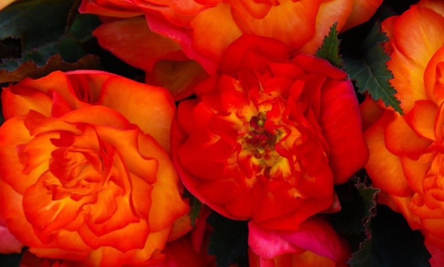 Image 8: Begonia Nonstop Fire or Funky Pink – 12, 24 or 72 Plug Plants