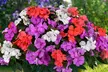 60 or 120 Mixed Summer Bedding Plants - Image 7