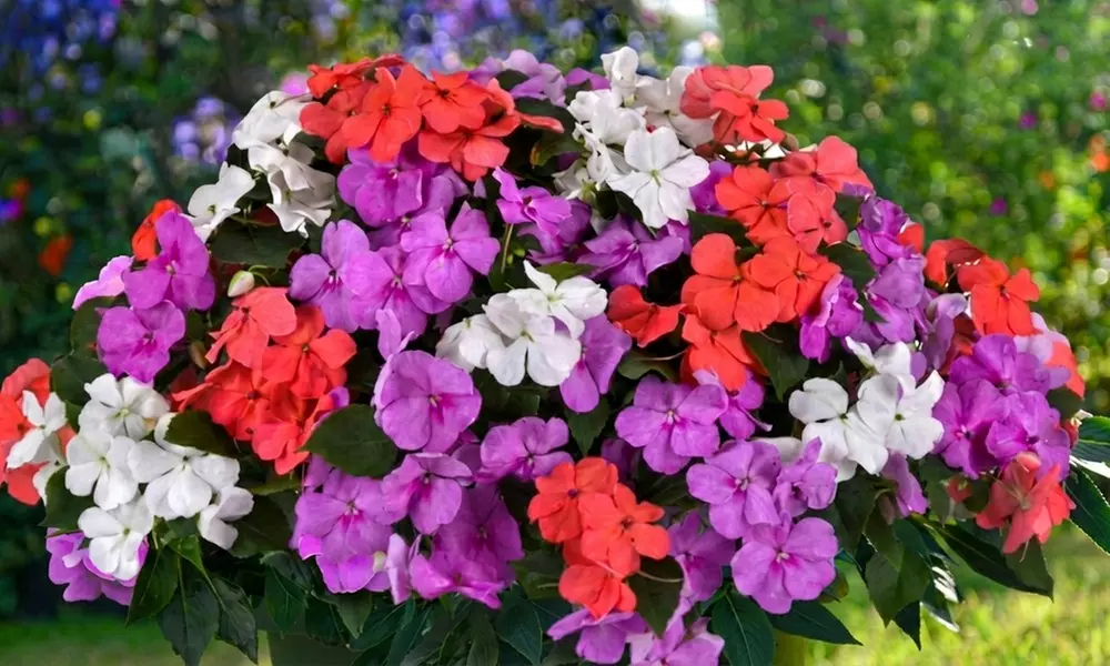 60 or 120 Mixed Summer Bedding Plants