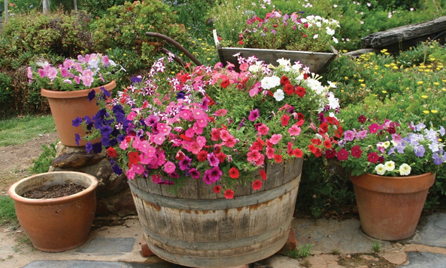 Image 10: Lucky Dip Summer Bedding Plants - Up to 144 Plants