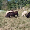 Image 7: Poznaj przyjazne zwierzęta: bilety rodzinne do Mini Zoo Uszate Ranczo