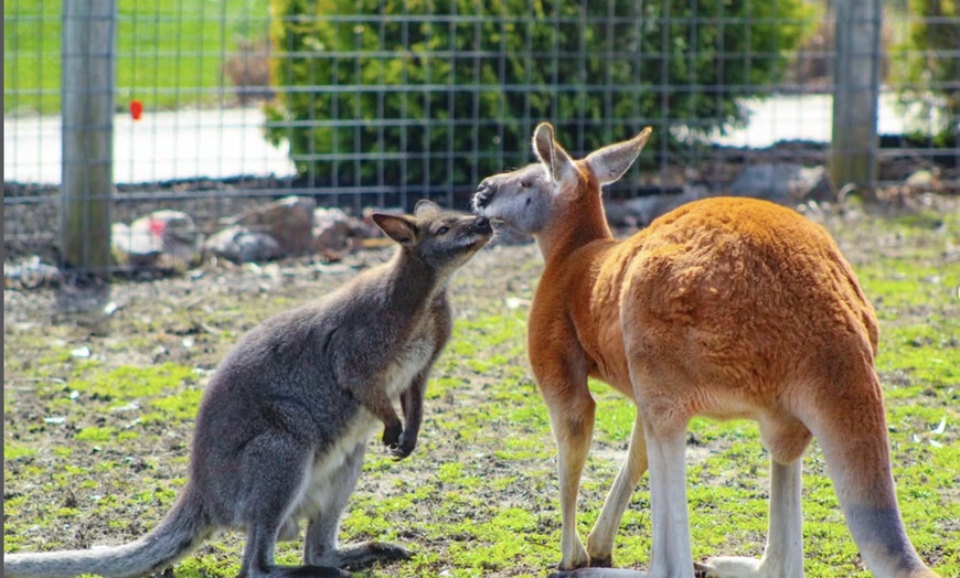 Image 11: Safari Park Passes with Drive Through and Walk Through Access