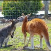 Image 11: Safari Park Passes with Drive Through and Walk Through Access