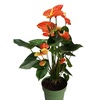 Image 9: Rootz Flamingoblume (Anthurium) 