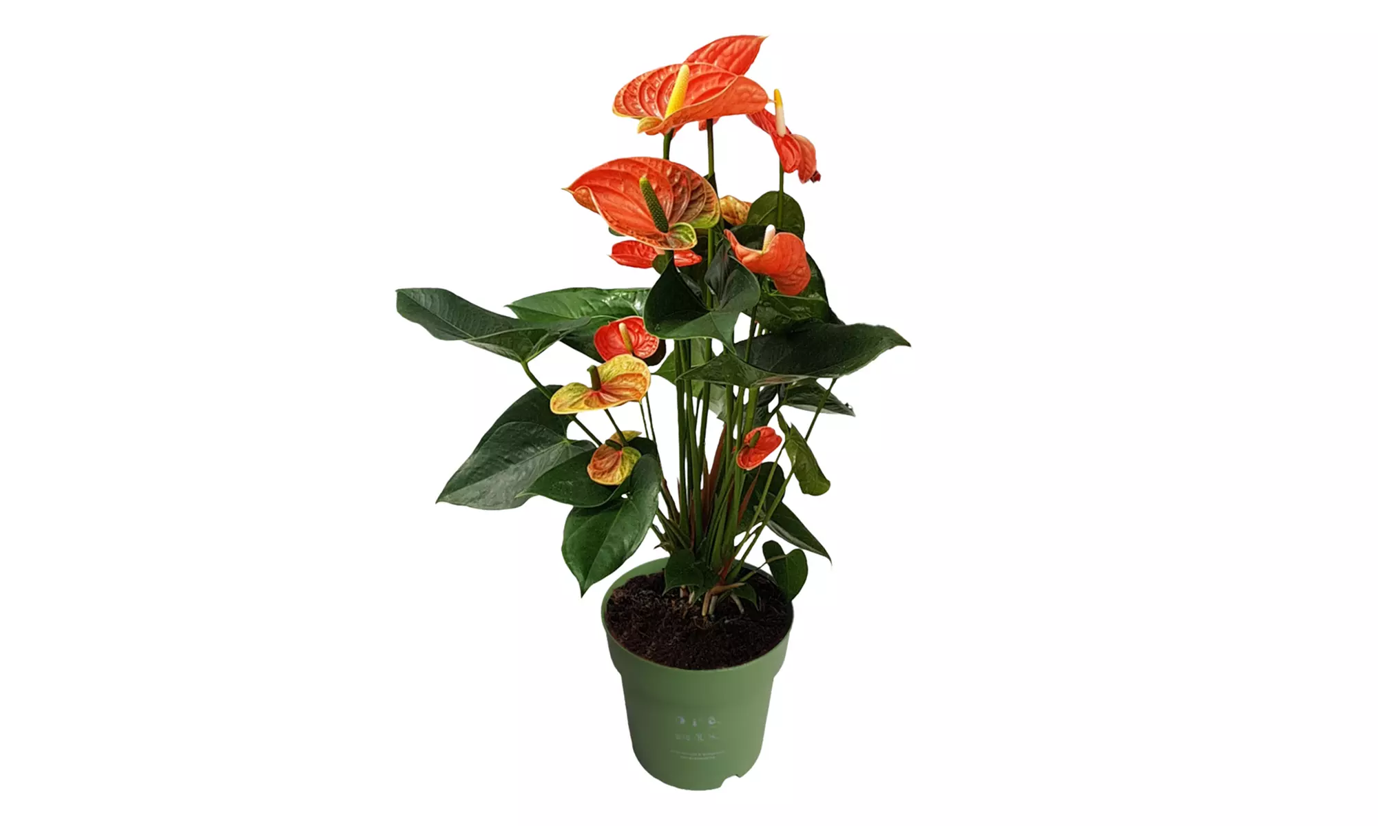 Rootz Flamingoblume (Anthurium)