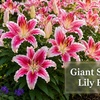 Image 9: Graduation Flower Bulb Collections