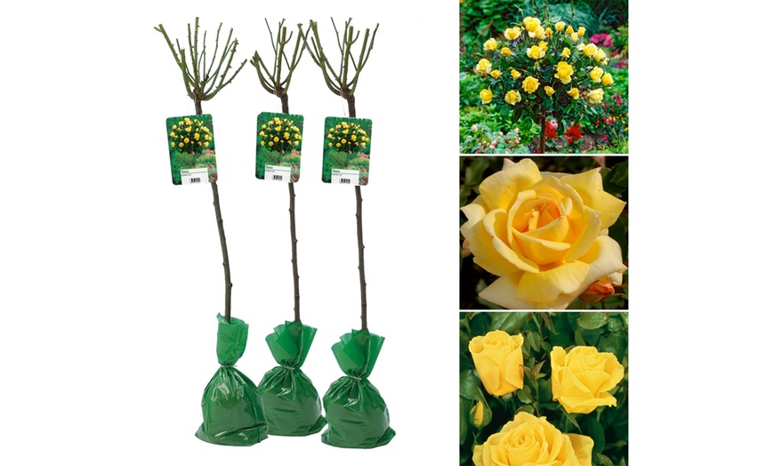 Image 7: Semis de buissons de roses XXL dans divers coloris