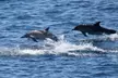 Provincetown Whale Watch for One from Captain John Boats - Up to 31% Off - Second Medium