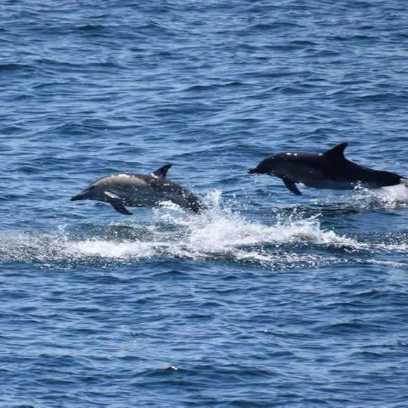 
Whale Watching Adventure in Provincetown – One Ticket
