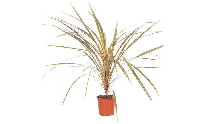 Image 3: Cordyline australis 'Torbay Dazzler'