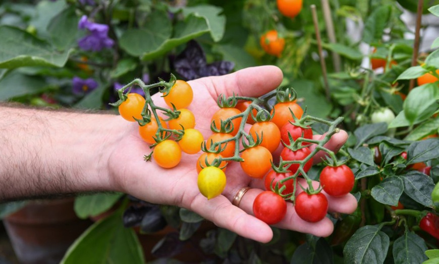 Image 3: Small Space Vegetable Plants - 3 or 6 Potted Plants