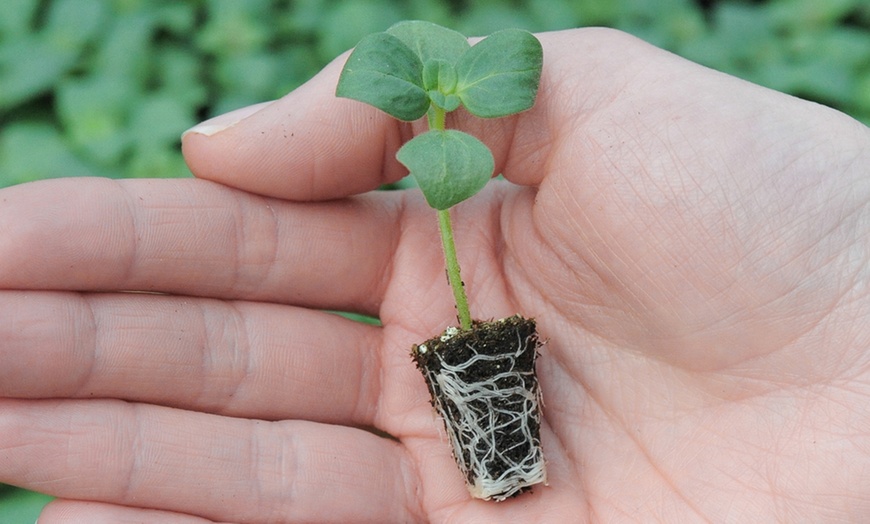 Image 5: Bacopa White Trailing – 24 plants