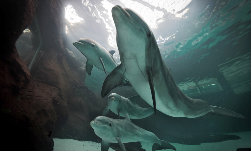 Image 2: Einzigartig wild: Tageskarten für den Zoo Duisburg