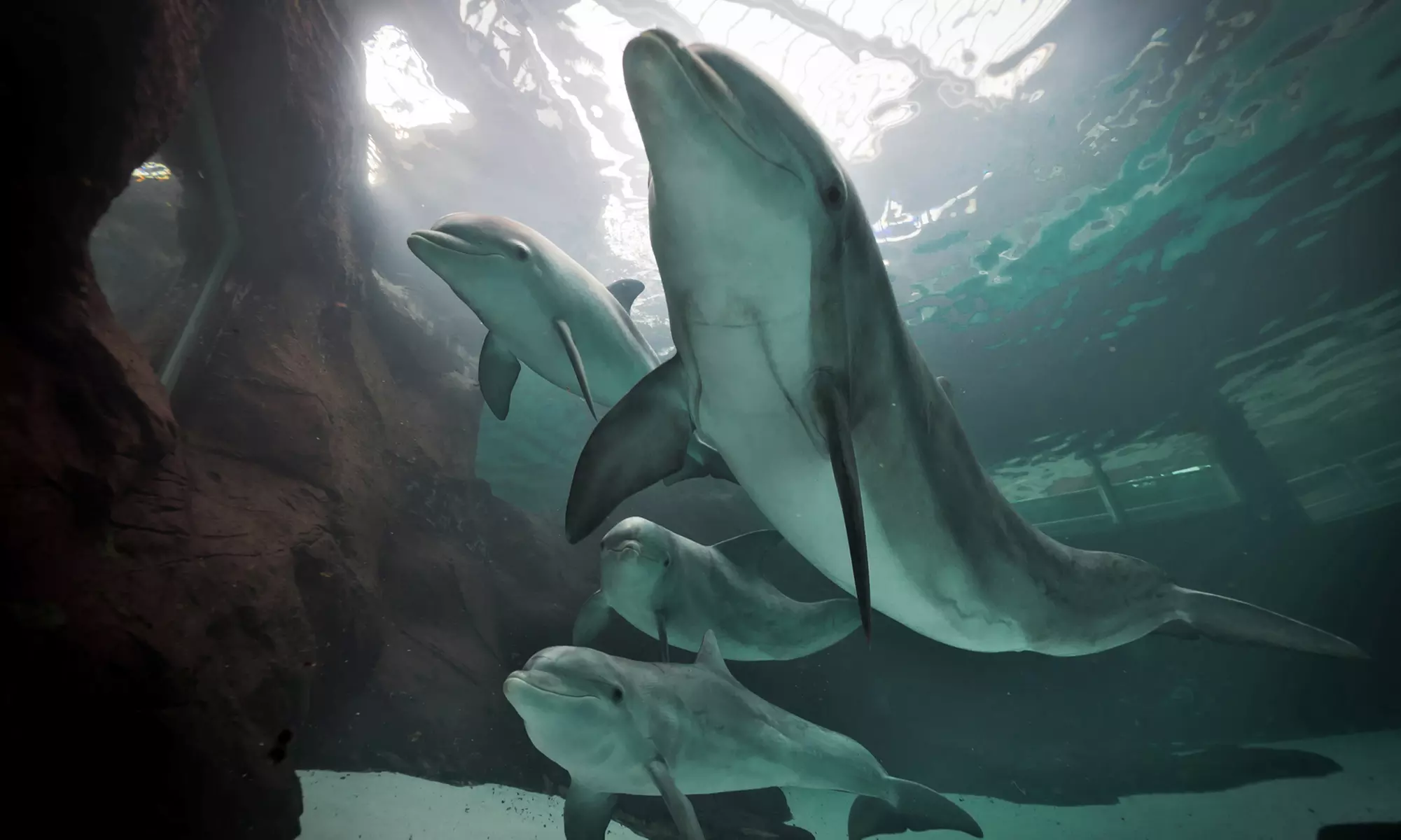 Einzigartig wild: Tageskarten für den Zoo Duisburg