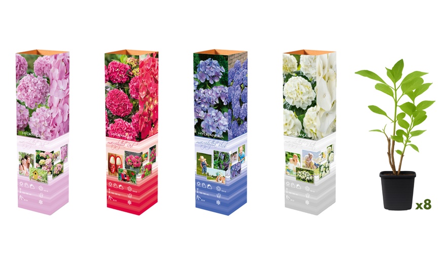 Image 4: Lot de 4 ou 8 Hydrangea Macrophylla différents