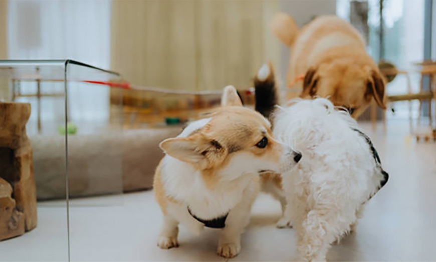 Image 4: Flexible One Hour, Half or Full Day Doggie Day Care Experiences