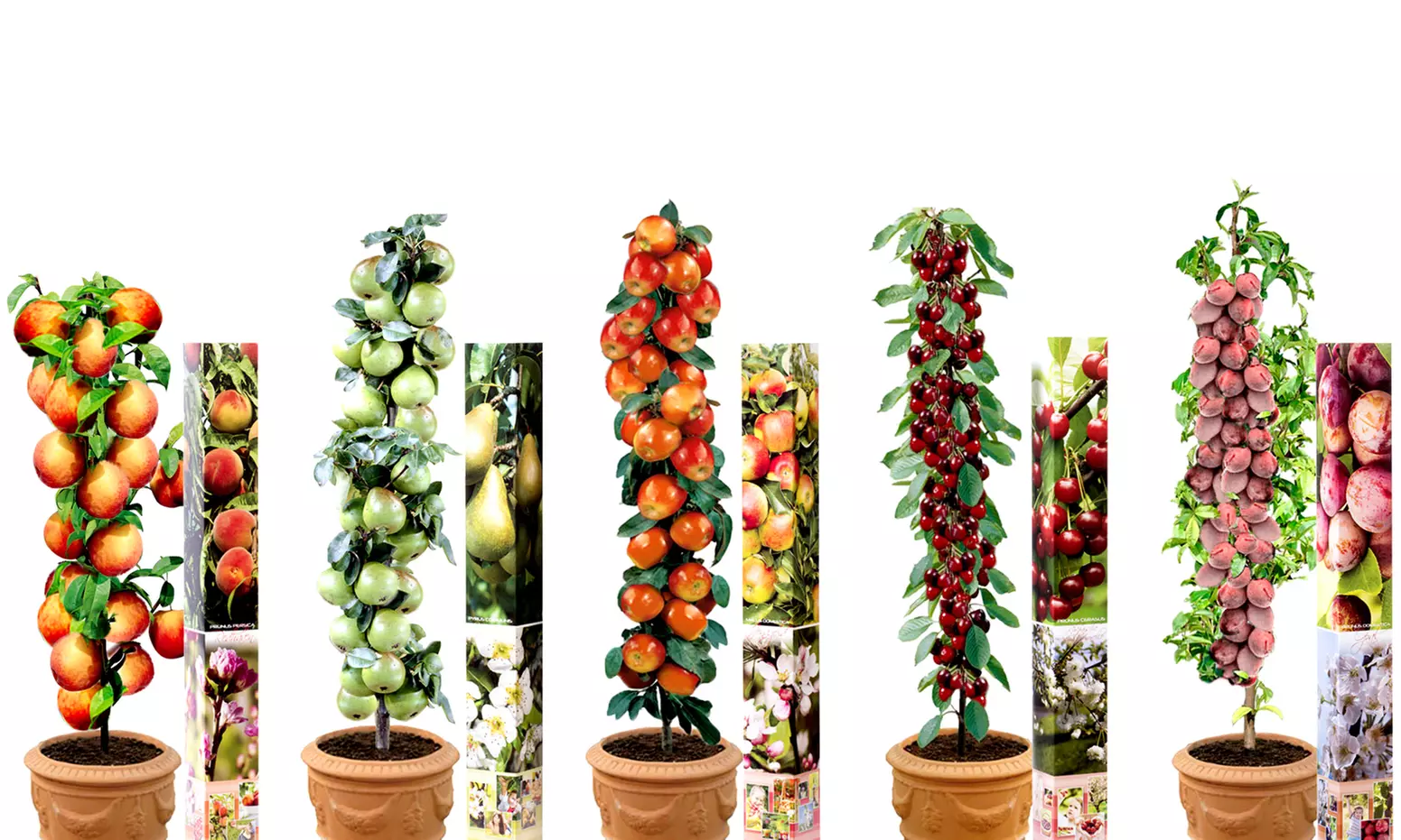 Conjunto de 3, 5 o 10 husillos de árboles frutales de calidad AA - Primary Image