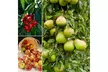 3x, 5x oder 10x Obstbaum-Mix mit Apfel, Birne, Sauerkirsche, Pflaume und Pfirsich - Image 2