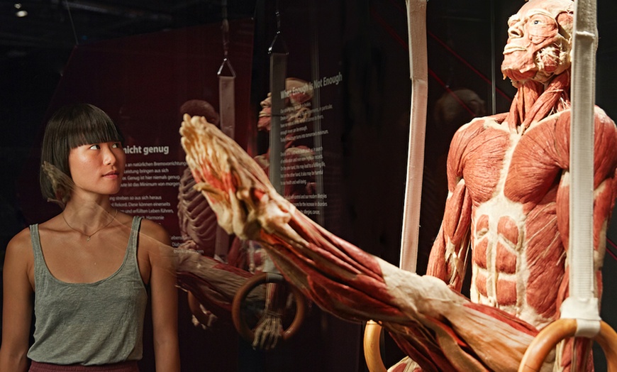 Image 3: 1 Ticket für Körperwelten in Hanau, einlösbar vom 17.11-05.12.2025