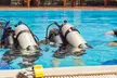 Experiencia inicial de buceo en piscina con instructor para 1 o 2 personas, con hasta un 43% de descuento - Second Medium