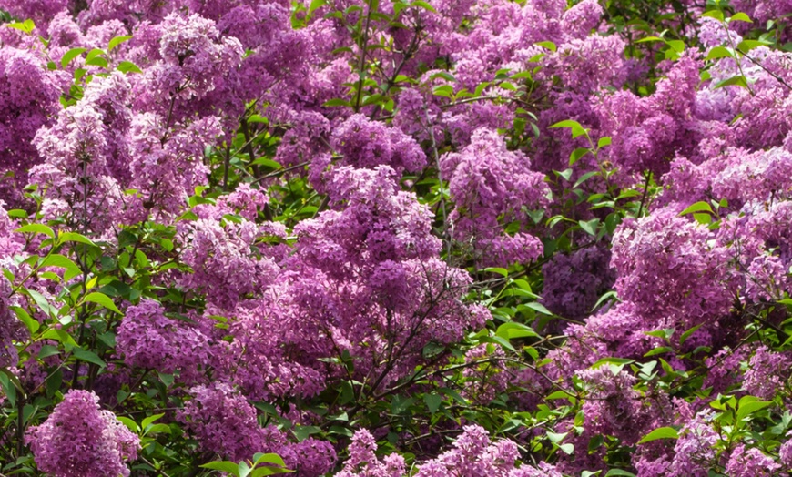 Image 1: 4 Pflanzen Edelflieder in der Sorte nach Wahl