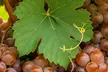 Muscadine Grape Vines - Sweet & Hardy, Disease-Resistant, Self-Fertile Varieties, Outdoor Plants, Free Shipping (Up to 15% Off) - Second Medium