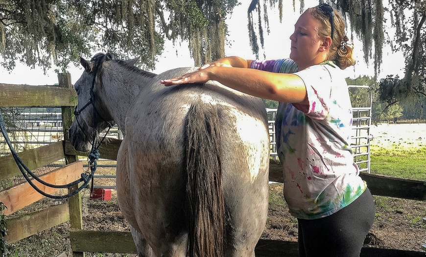 Image 3: Beginner Equine Care Class: Hands-On Learning for All Ages