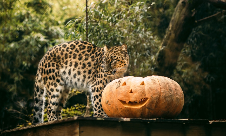 Image 4: Bellewaerde Park Halloween 2025