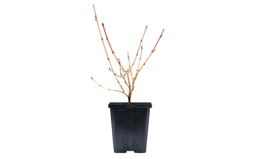 Image 3: One, Two or Three Hardy Cornus Winter Flame Potted Plants