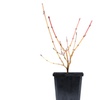 Image 3: One, Two or Three Hardy Cornus Winter Flame Potted Plants