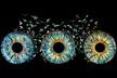 Emerald Trade Group: Personalized Online Iris Photo or Digital File w/ Eyeathome App (Up to 55% Off) - Second Medium