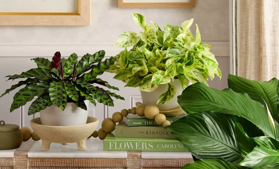Next Day Delivery Plants for Every Special Moment from 1-800-Flowers.com (up to 50% off)