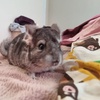 Image 9: Poznaj przyjazne zwierzęta: bilety rodzinne do Mini Zoo Uszate Ranczo