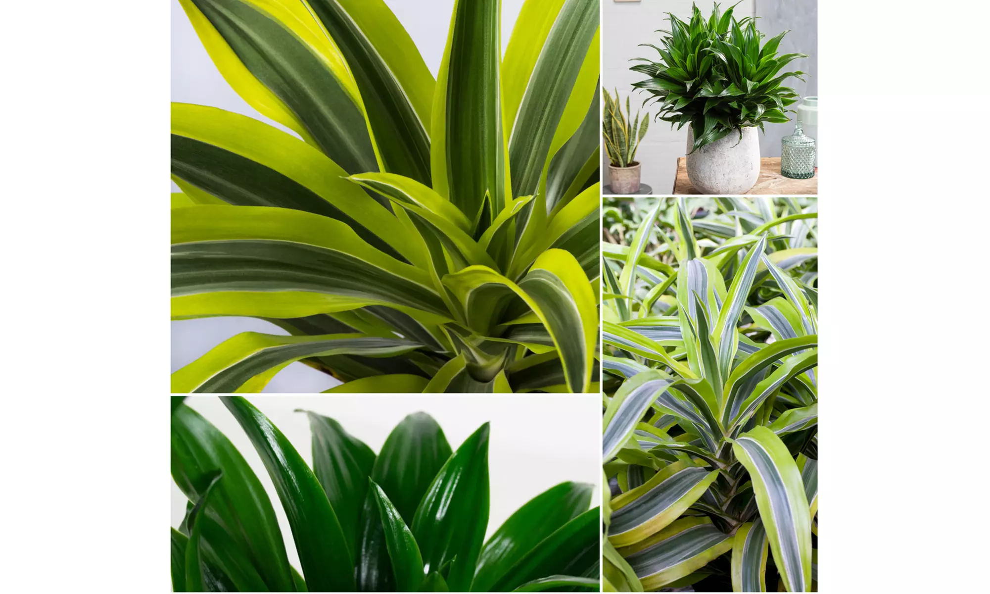 Set di 4 piante di Dragon Tree Dracaena
