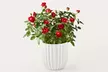 Luxury Lush House Plants from ProFlowers for Every Milestone Celebration (Up to 50% Off) - Second Medium