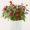 Image 3: ProFlowers: Same-Day Live Plants for Life's Special Moments (Up to 45% Off)
