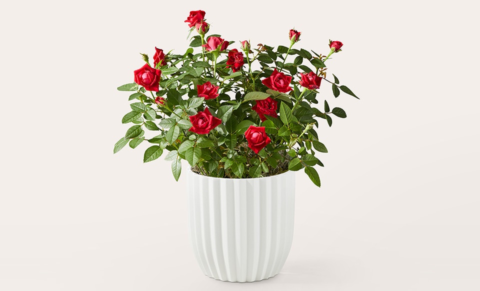 Elevate Your Space: Same-Day Delivery on Vibrant Indoor Plants from ProFlowers (Up to 45% Off)