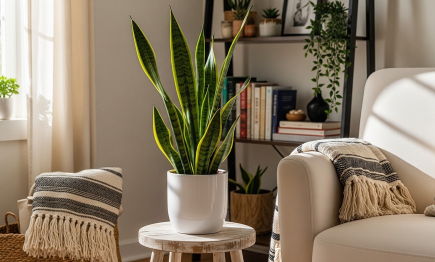 Image 1: Air Purifying Snake Plant 'Laurentii' from House Plant Shop with Free Shipping (Up to 15% Off)