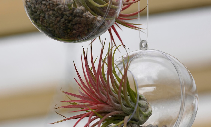 Image 4: BBC Gardeners’ World Live | June 12, 13, and 15, 2025 