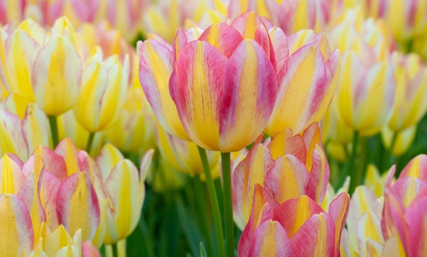 Image 1: 32 Tulip Bulbs – Vibrant Colour Changing Variety