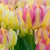 Image 1: 32 Tulip Bulbs – Vibrant Colour Changing Variety