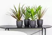 Lot de 4 plantes d'intérieur dracaena comprenant les variétés "Wahnecki", "Marginata", "Lemon Lime" et "Bicolor" - Image 2