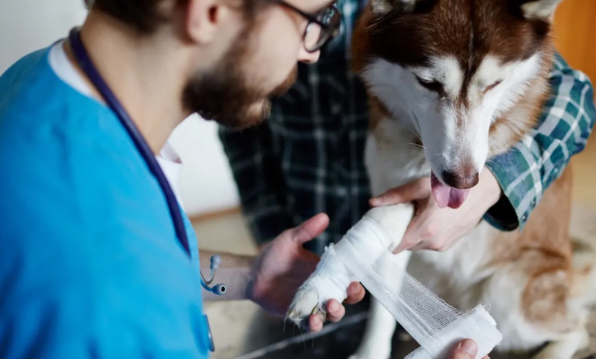 Image 2: Master Pet Nutrition, First Aid, or Care of Senior Pet Courses Online