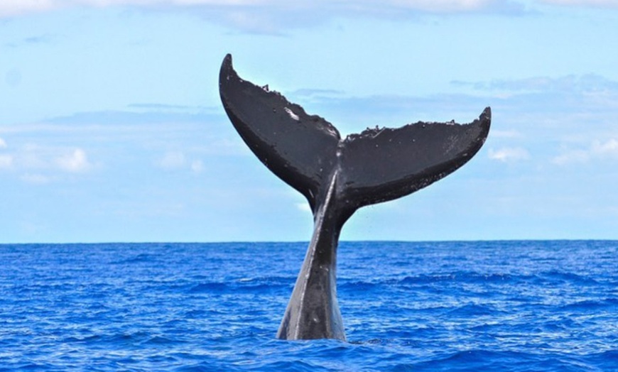 Image 3: Whale Watching at 1:00 PM – Tickets for Adults, Kids & Families
