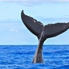 Image 3: Whale Watching at 1:00 PM – Tickets for Adults, Kids & Families